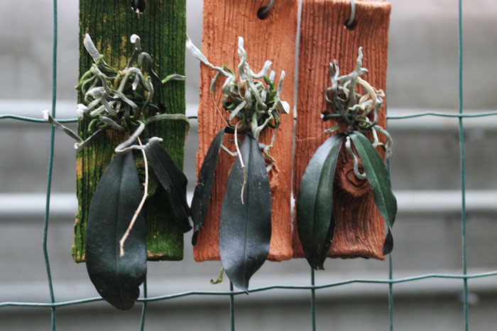 Phalaenopsis chibae.jpg