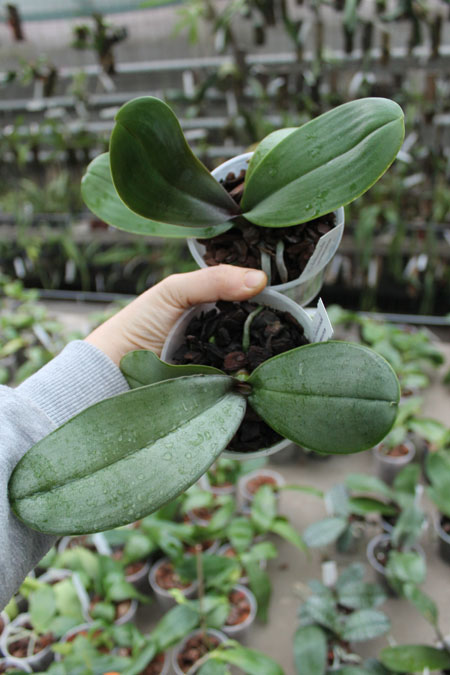 Phalaenopsis sanderiana.jpg