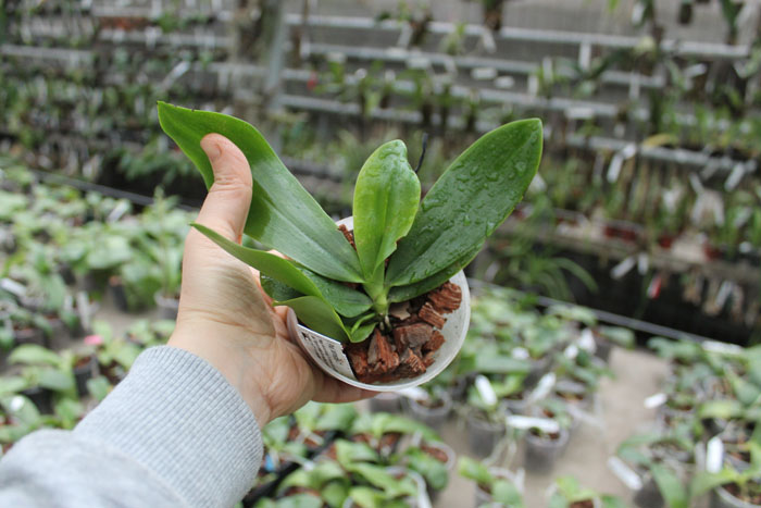 Phalaenopsis tetraspis 'C#1'.jpg