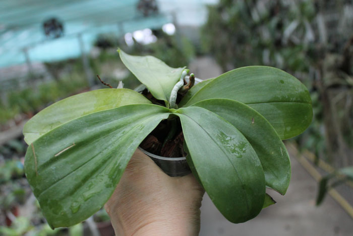 Phalaenopsis Yin's Cricket x Yin's Belliambo.jpg