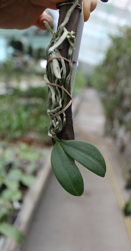 Phalaenopsis stobartiana.jpg