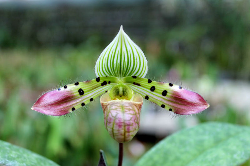 Paphiopedilum venustum.jpg