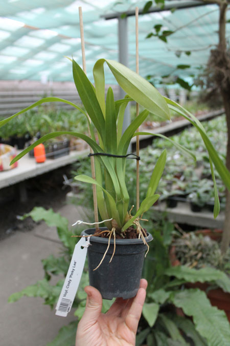 Vuylstekeara Cindy 'Pinky Lee'.jpg