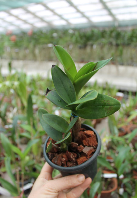 Epicatanthe Gold Coast.jpg