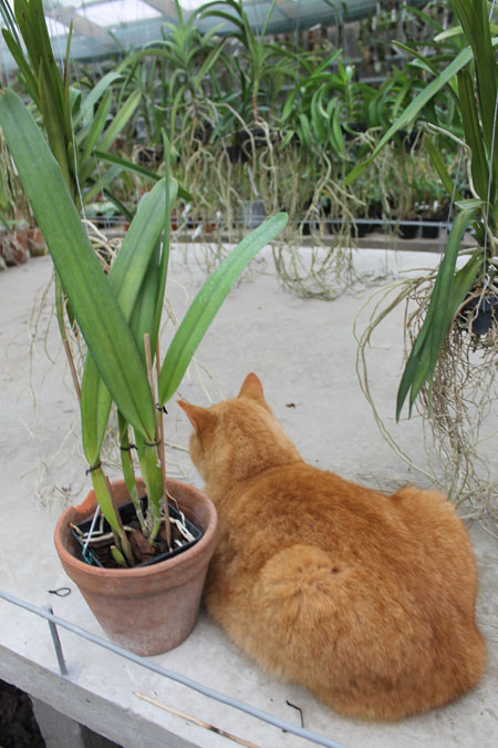 Laelia purpurata (trilabelo x Striata orla bca 'Cheida').jpg