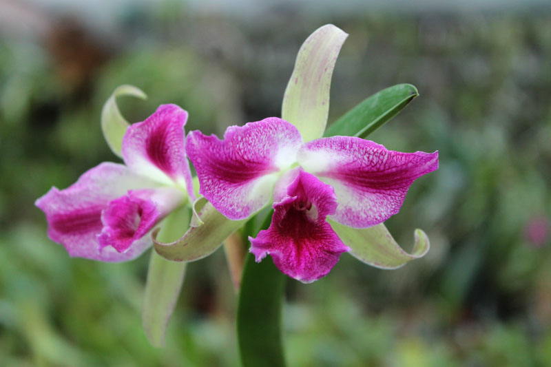 Laelia tenebrosa x Cattleya Penny Kuroda 'spots'.jpg