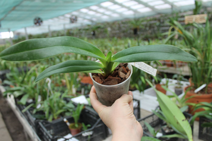 Paphiopedilum Mercatelii (stonei x lowii).jpg