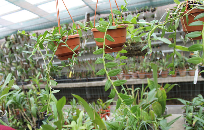 Dendrobium loddigesii.jpg