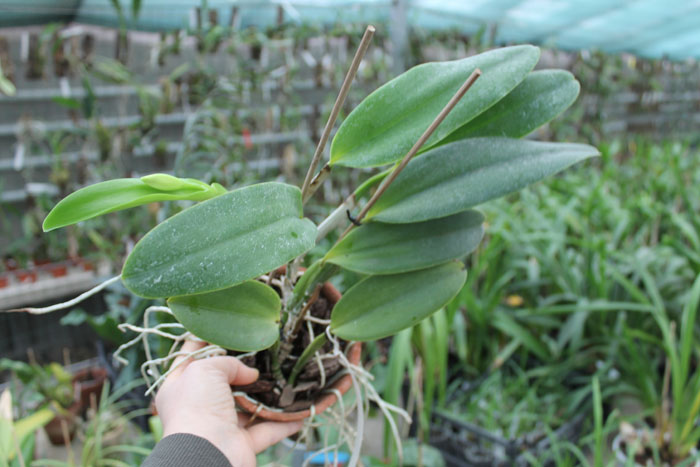 Cattleya warneri semi alba 'Geneva' x Laelia praestans alba.jpg