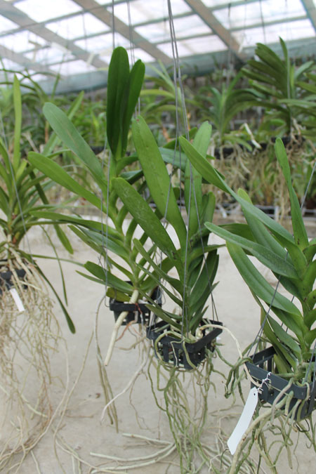 Aerides houlletiana.jpg