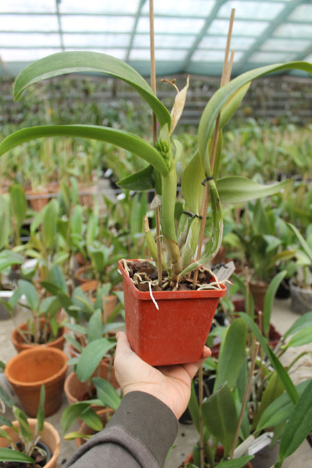 Cattlianthe Sunrise Doll 'AV'.jpg