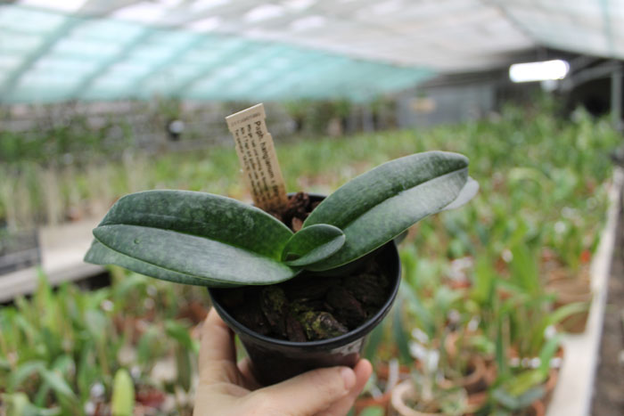 Paphiopedilum In Charm Handel (hangianum x delenatii).jpg