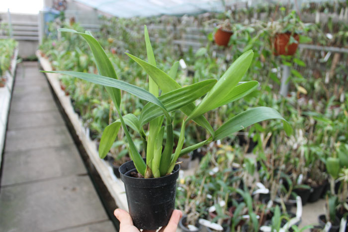 Epidendrum brassavolae.jpg