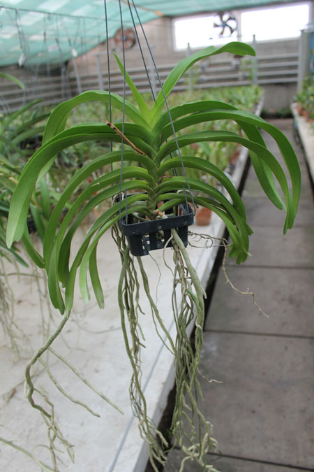 Vanda denisoniana x Rhynchostylis coelestis.jpg