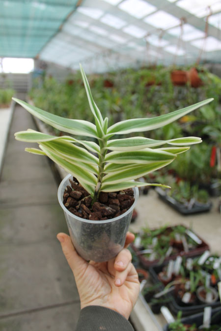 Arachnis flos-aeris variegated.jpg