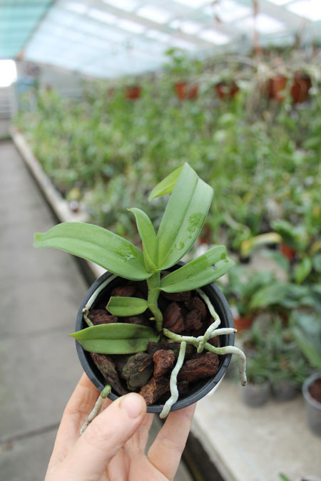 Gastrochilus acutifolius.jpg
