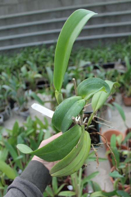 Potinara Orglade's Tradition 'Sunset'.jpg