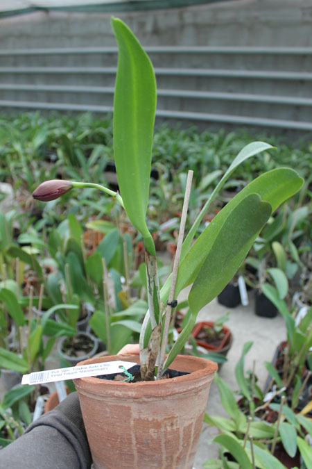 Potinara (Brassolaeliocattleya Toshie Aoki x Sophrolaeliocattleya Final Touch 'Mendenhall').jpg