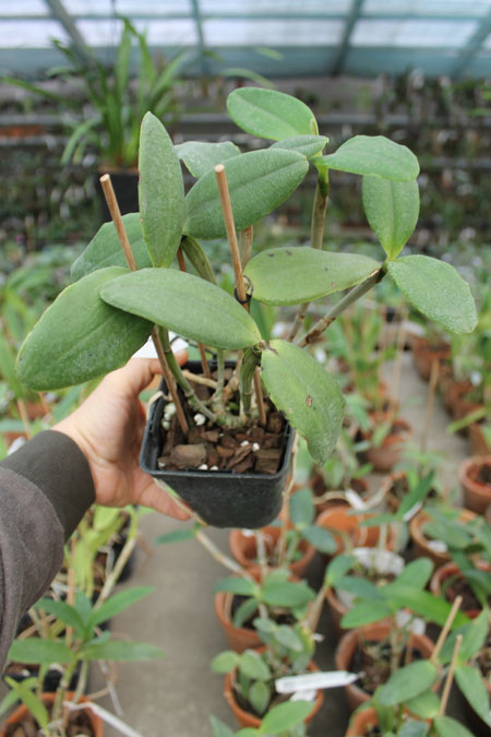 Cattleya loddigesii tipo 'Gigante' x Cattleya loddigesii 'Erica'.jpg