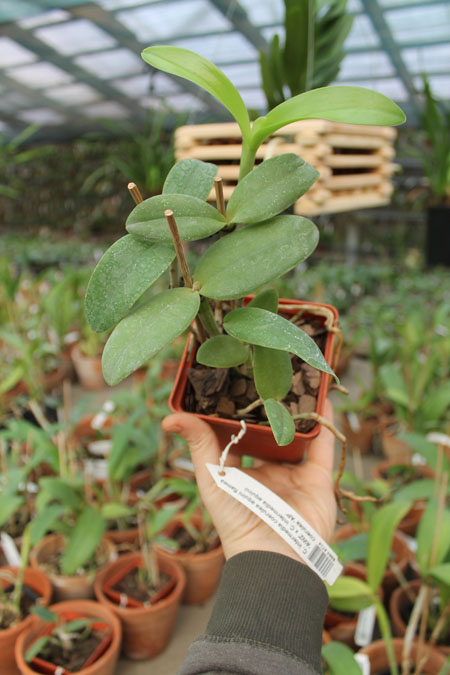 Cattleya intermedia coerulea aquini flamea 'AWZ' x Cattleya intermedia aquinii coerulea 'AP'.jpg