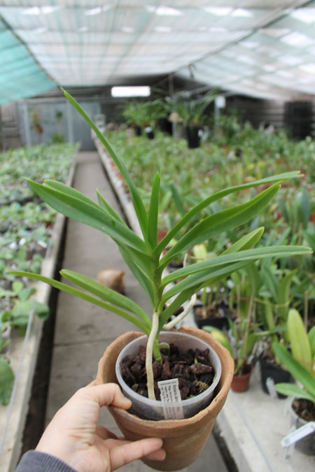 Mokara Jairak White.jpg