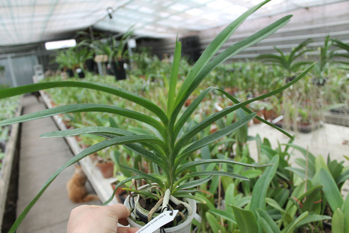 Vanda Gilbert Triboulet (coerulea x tricolor).jpg
