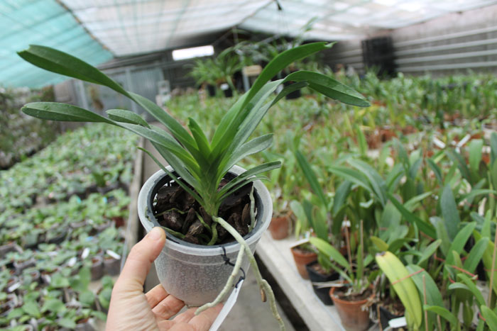 Vanda javierae.jpg