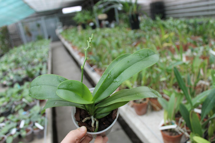 Doritaenopsis Purple Martin.jpg