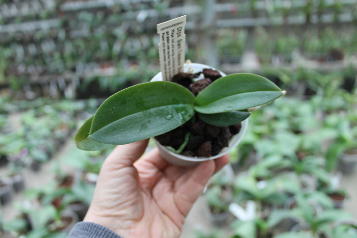 Doritaenopsis Siam Treasure 'Blue'.jpg