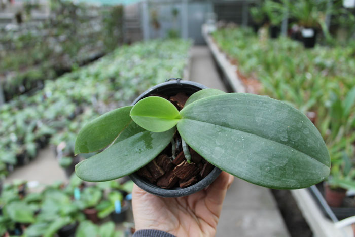 Phalaenopsis Yaphon Nicegirl x gigantea.JPG