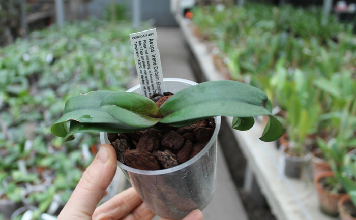Asconopsis Irene Dobkin 'Elmhurst'.jpg