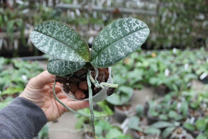 Phalaenopsis stuartiana punctatissima.jpg