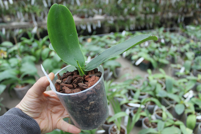 Phalaenopsis stuartiana var nobilis.jpg