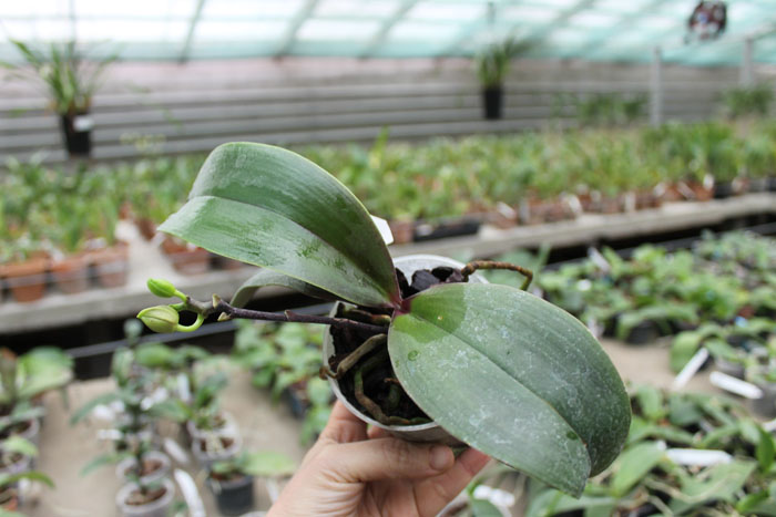 Phalaenopsis Mituo Cake 'Red'.jpg