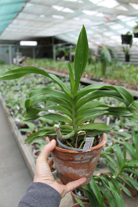 Vanda denisoniana Cream Shinetorn.jpg