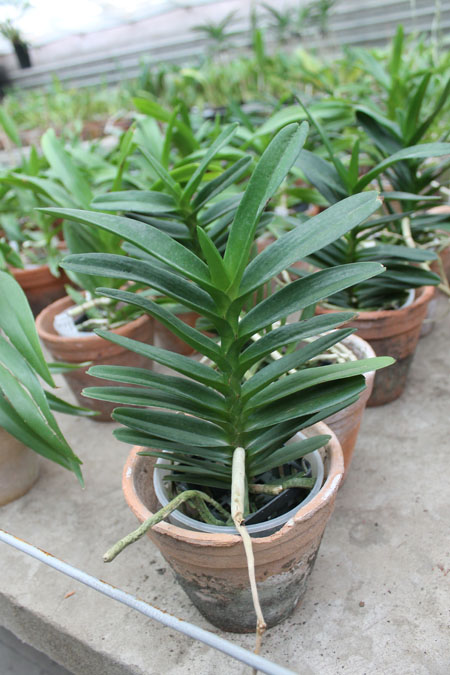 Christensonia vietnamica x Aerides houlletiana.jpg