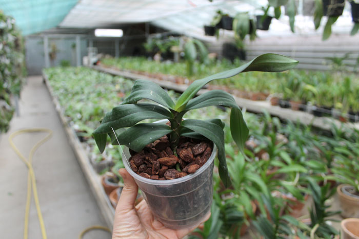 Renanthopsis Mildred Jameson 'Bonsall'.jpg