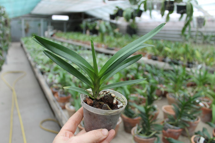 Vanda denisoniana orange x Ascocenda Rasri Gold.jpg