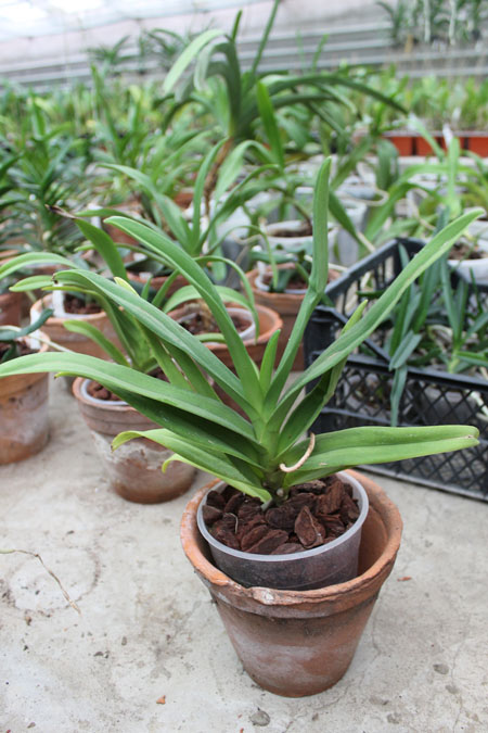 Ascovandoritis Thai Cherry (Doritis pulcherrima × Ascocenda Eileen Beauty).jpg