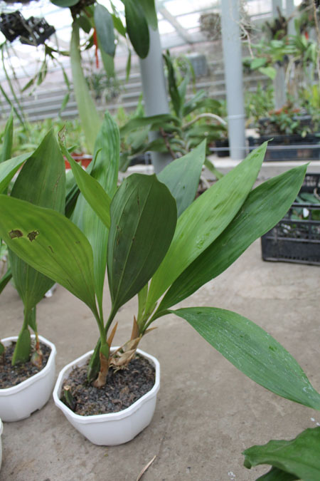 Coelogyne pandurata.jpg