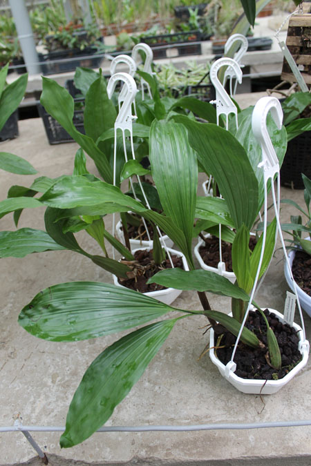 Coelogyne rochussenii.jpg