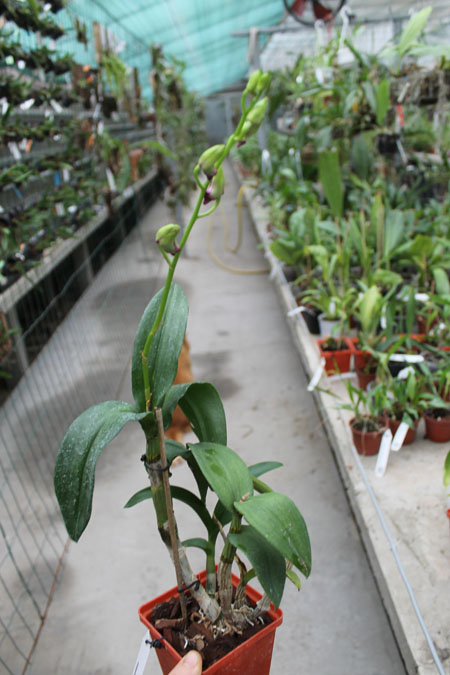 Dendrobium Rainbow Fantasy.jpg