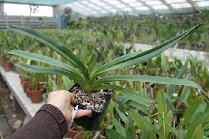 Paphiopedilum Susan Booth x Lady Isabel.jpg