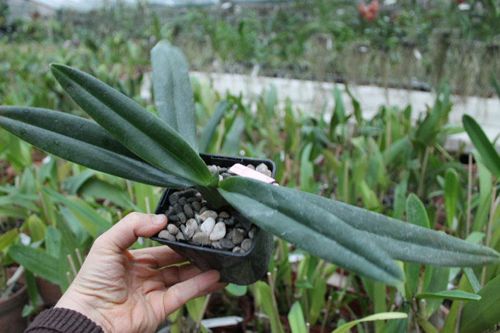 Paphiopedilum hangianum x anitum.jpg