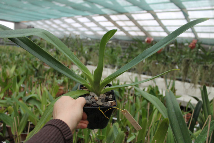 Paphiopedilum Lady Isabel.jpg
