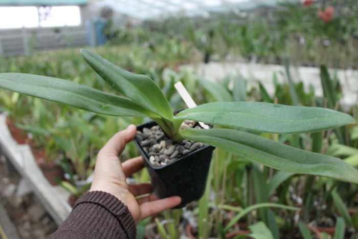 Paphiopedilum stonei 'Chou Yi' x anitum.jpg