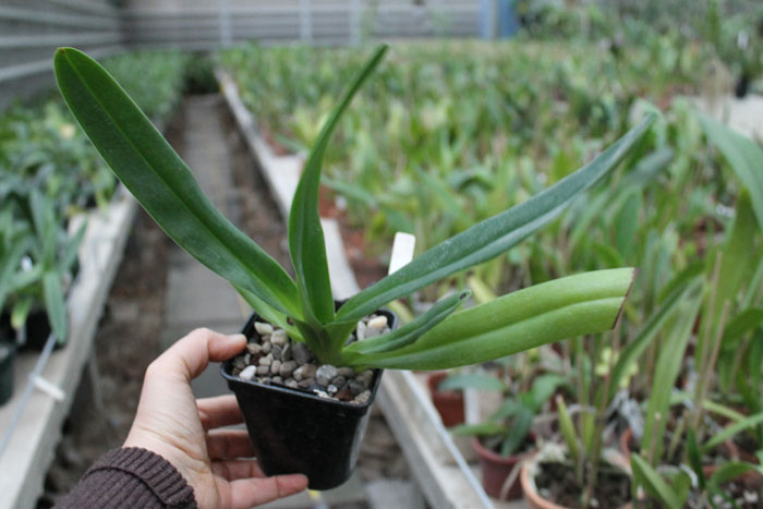 Paphiopedilum Lady Isabel x Mar New.jpg