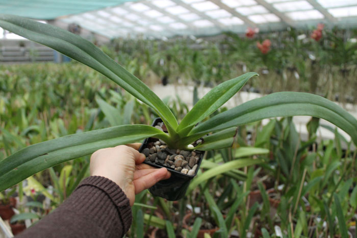 Paphiopedilum Xia Ya Swallow x sanderianum.jpg