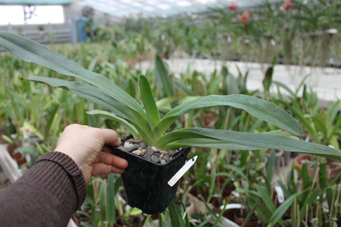 Paphiopedilum Lady Isabel x Mar New.jpg