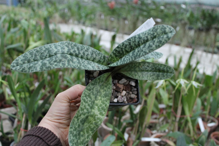 Paphiopedilum concolor x liemianum.jpg